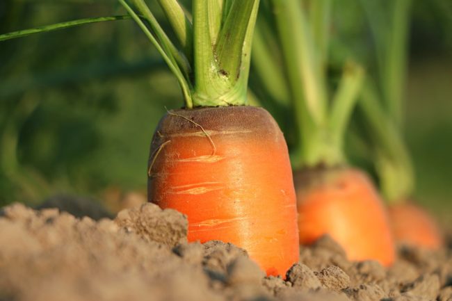 agriculture-nougyou04
